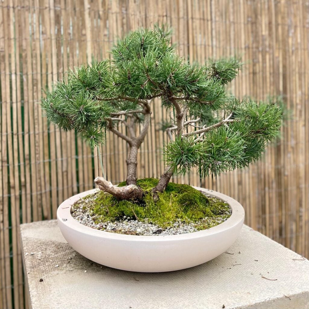 Pinus parviflora 'Bonsai' (S1)