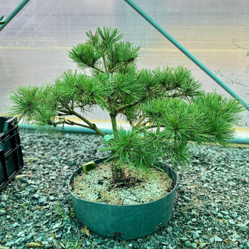 Pinus parviflora 'Bonsai' (S1)