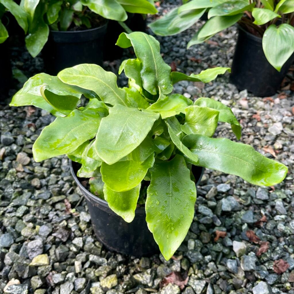 Asplenium scolopendrium - Image 3