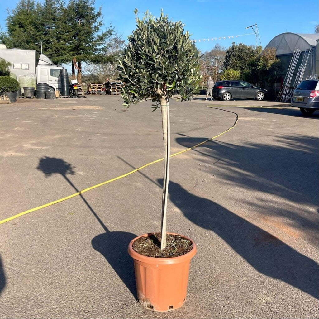 Olea europaea - Smooth - Image 3