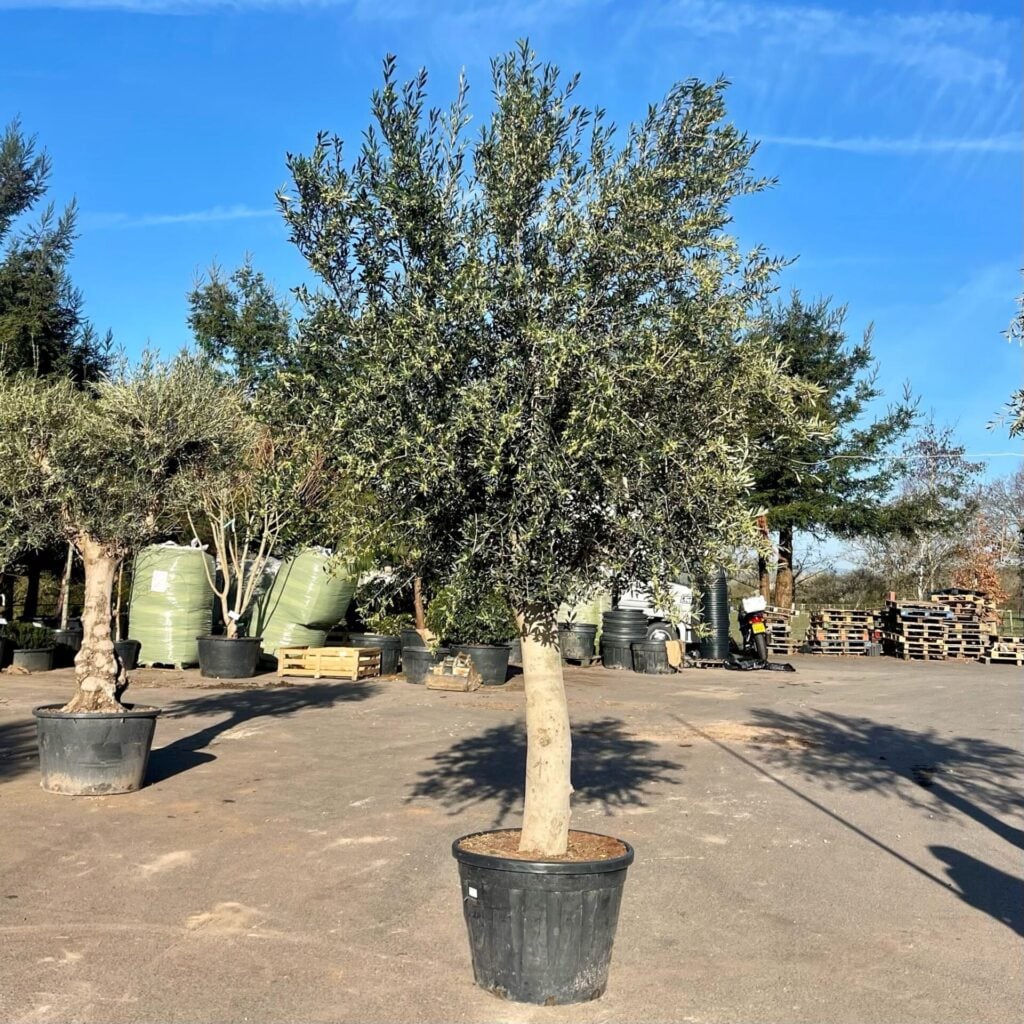 Olea europaea - Smooth - Image 2