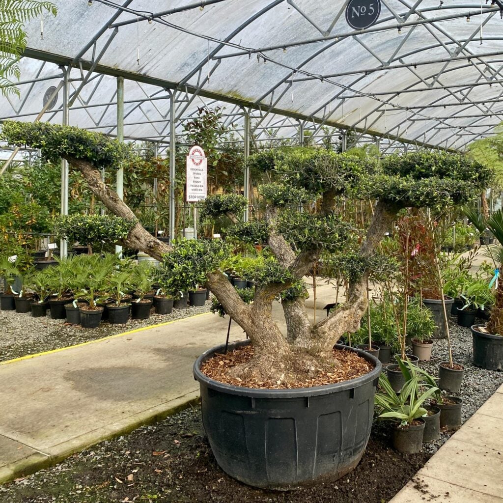 Olea europaea - Niwaki