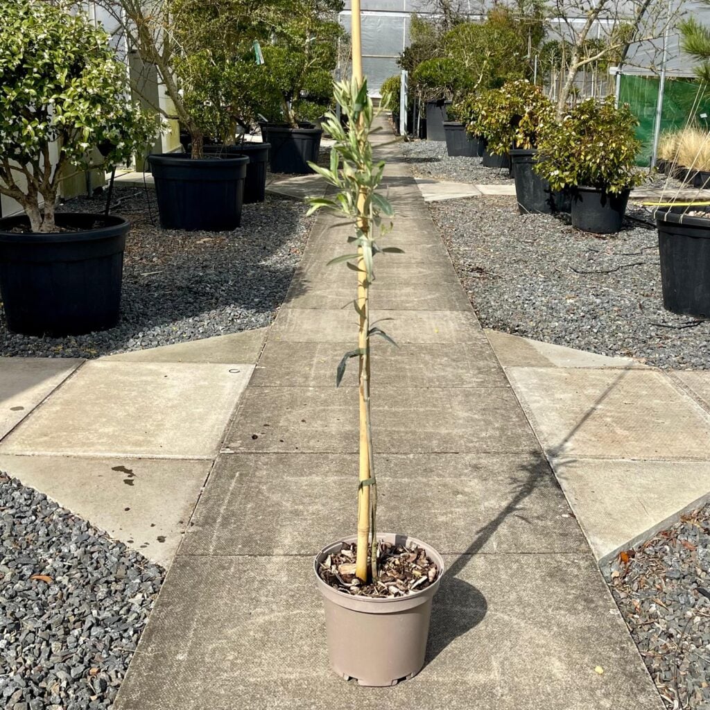 Olea europaea - Smooth - Image 4
