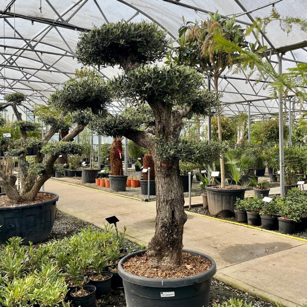 Olea europaea - Niwaki - Image 3