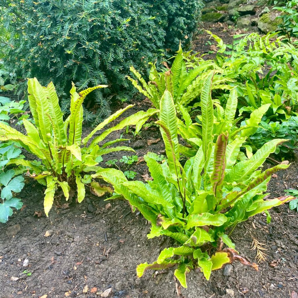 Asplenium scolopendrium - Image 2