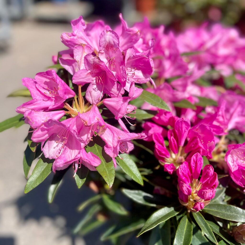 Rhododendron graziella - Image 3