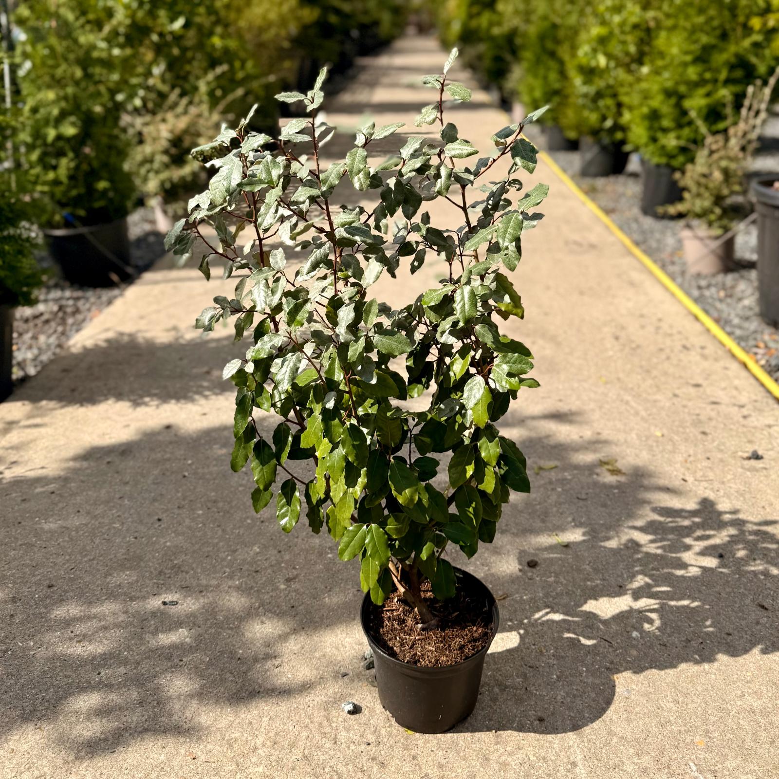 Elaeagnus x ebbingei - Hedging - Image 4