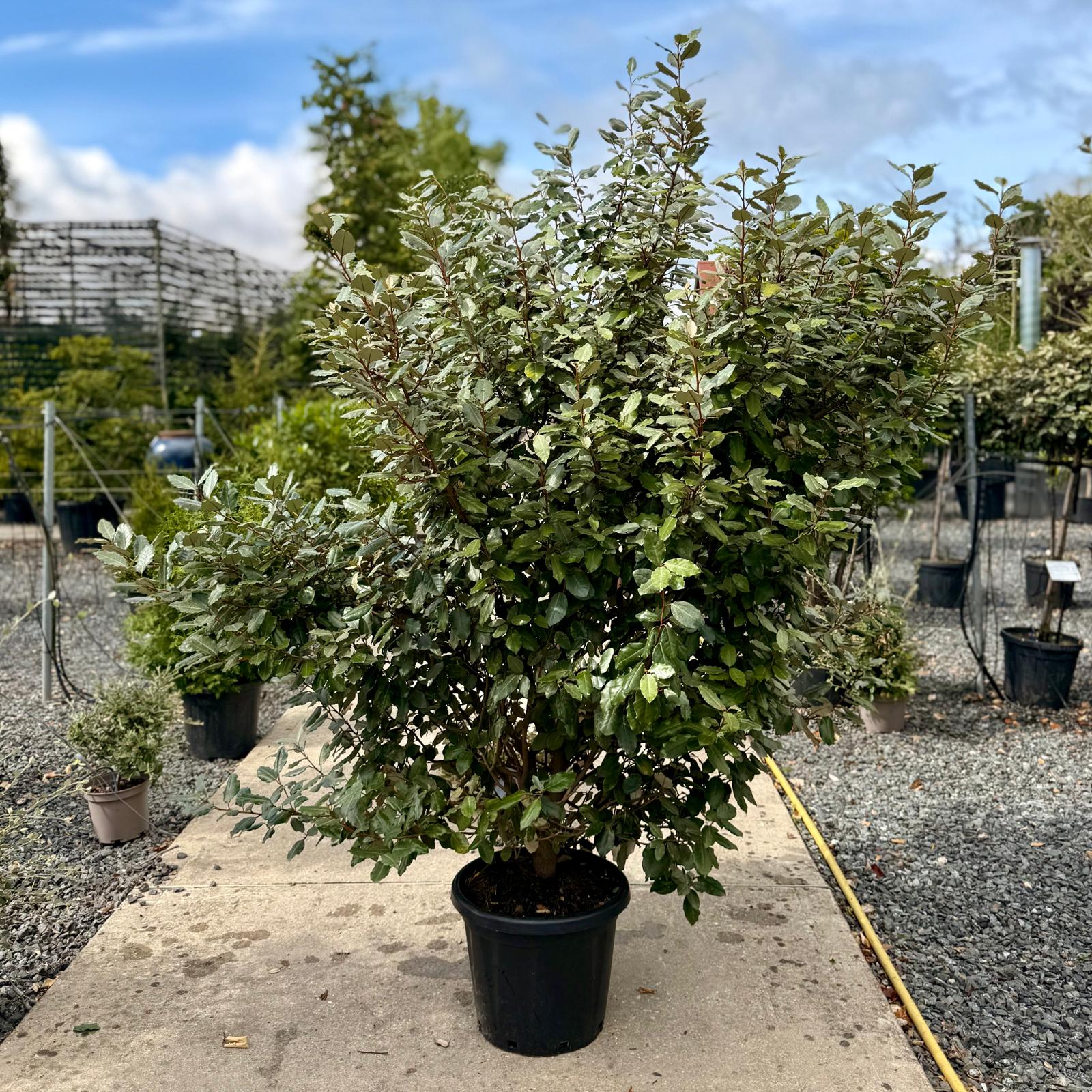 Elaeagnus x ebbingei - Hedging - Image 5