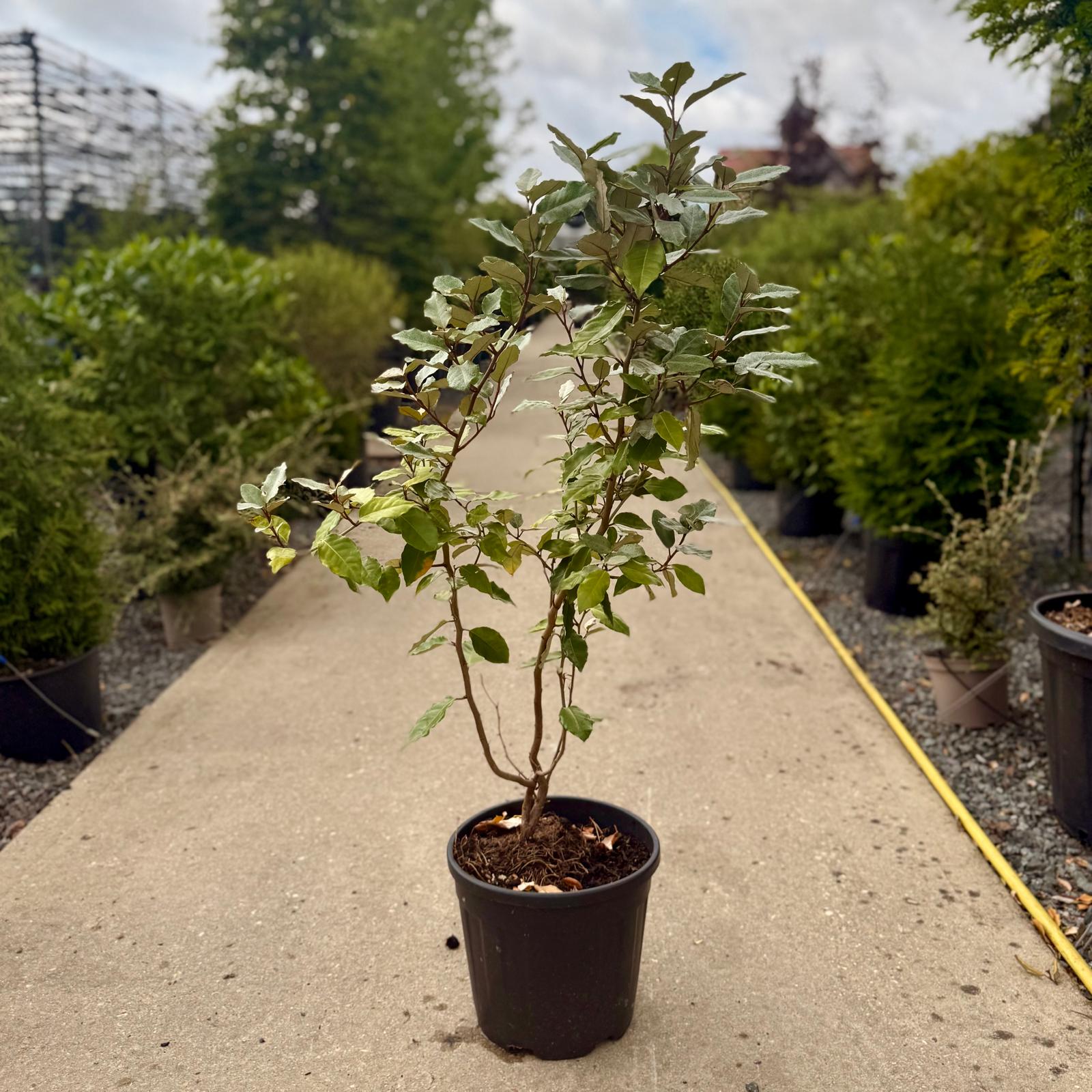 Elaeagnus x ebbingei - Hedging - Image 6