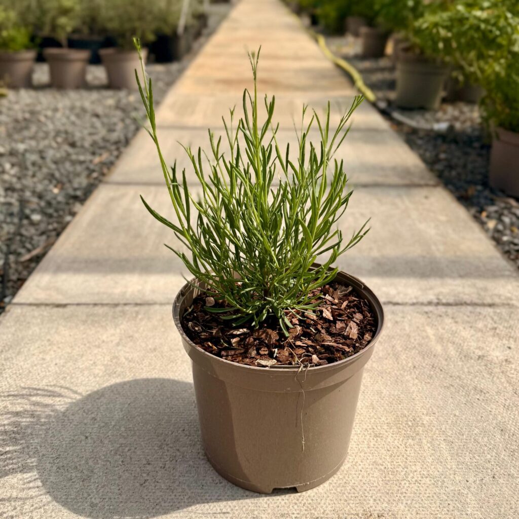 Lavandula angustifolia 'Vera' - Image 2