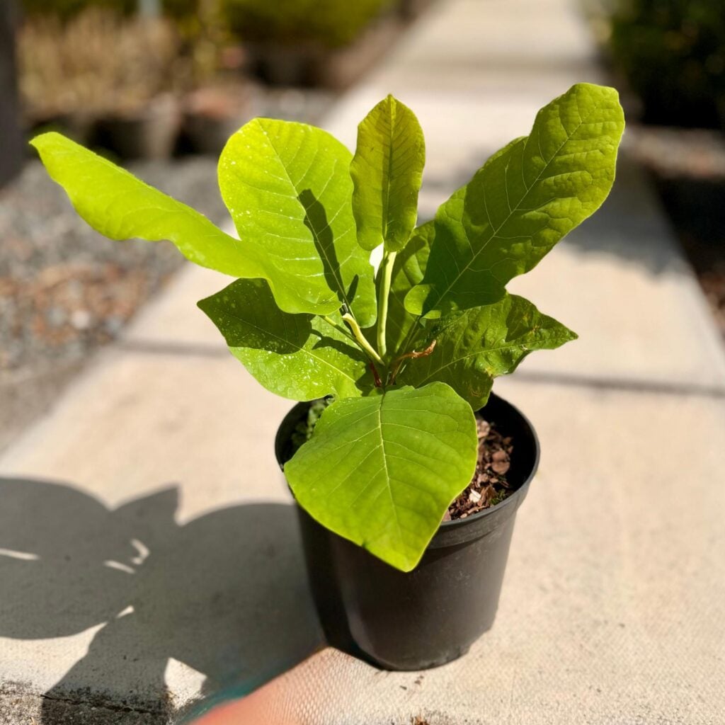 Magnolia macrophylla
