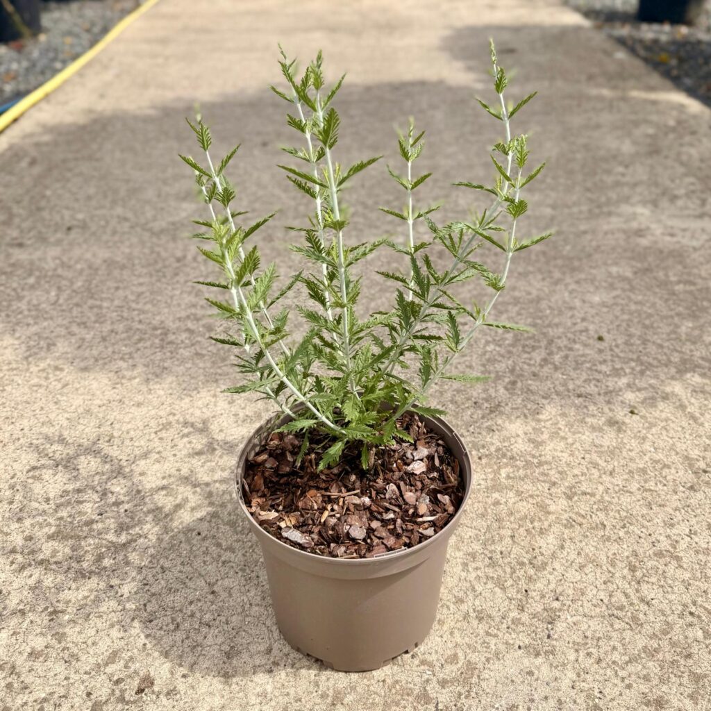 Perovskia atriplicifolia 'Blue Spire'