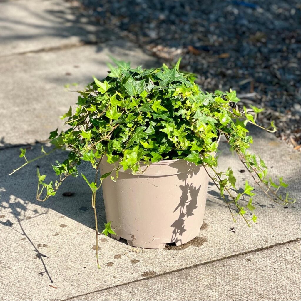Hedera helix 'Tres Coupe'