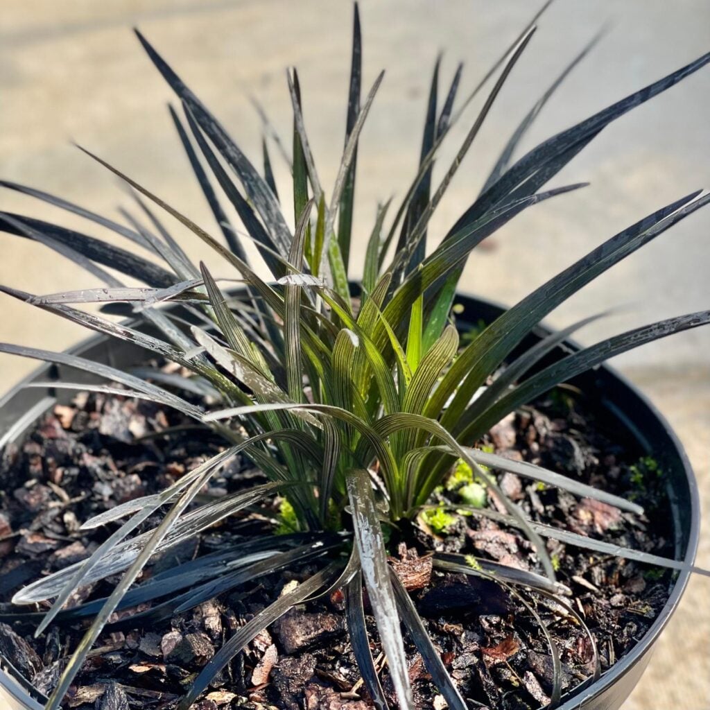 Ophiopogon planiscapus 'Nigrescens' - Image 2