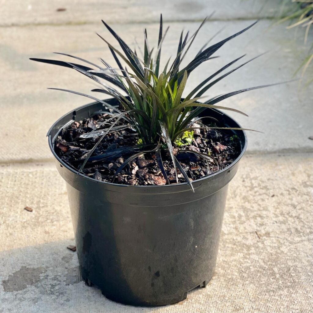 Ophiopogon planiscapus 'Nigrescens'