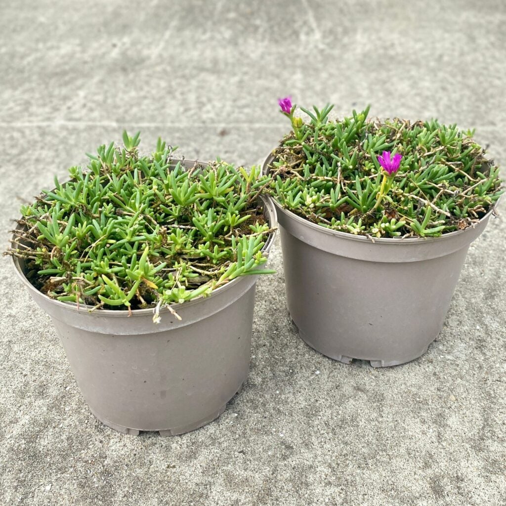 Lampranthus spectabilis - Image 3