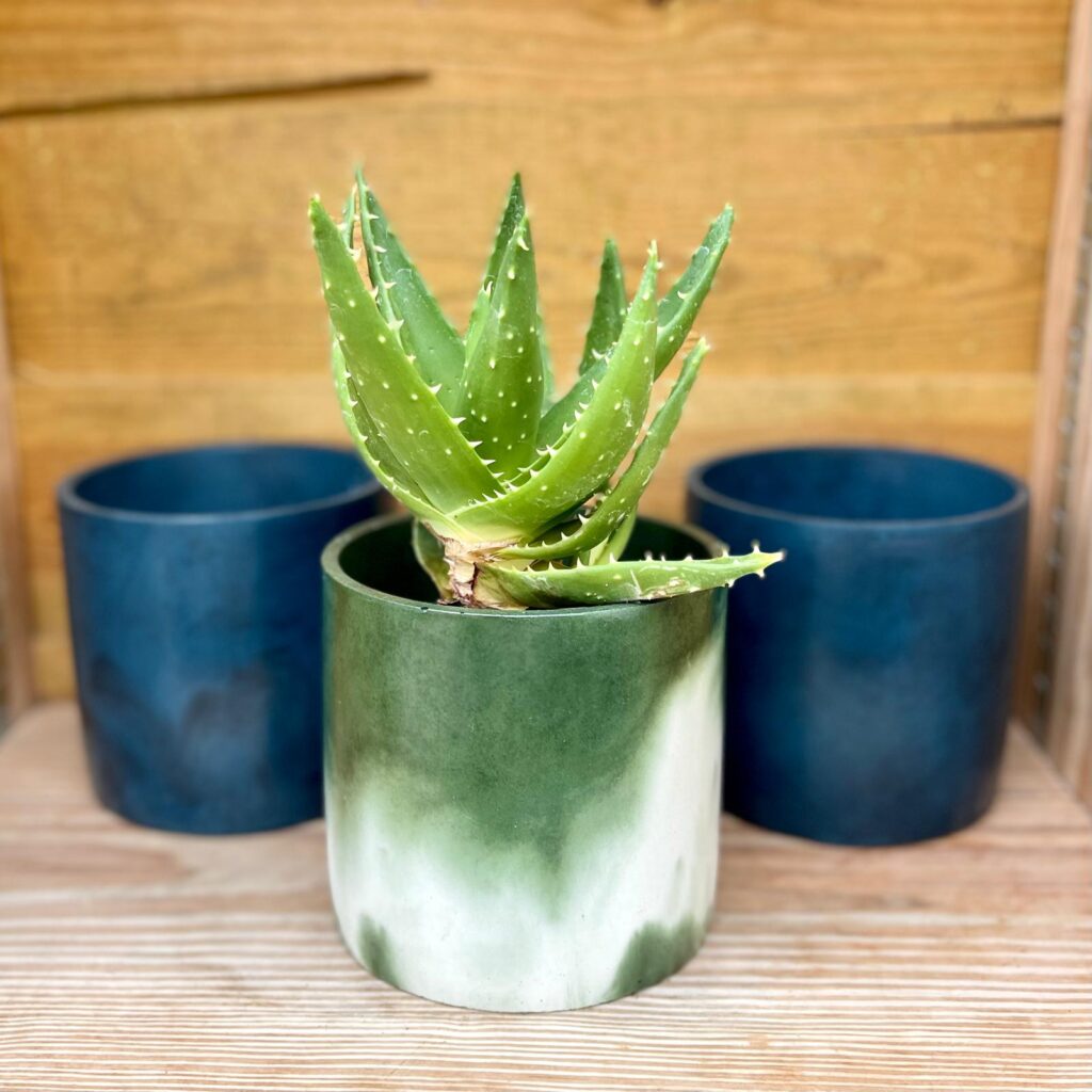 Concrete Indoor Pots - Image 11