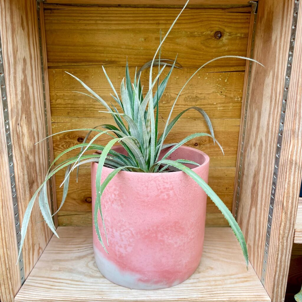 Concrete Indoor Pots - Image 18