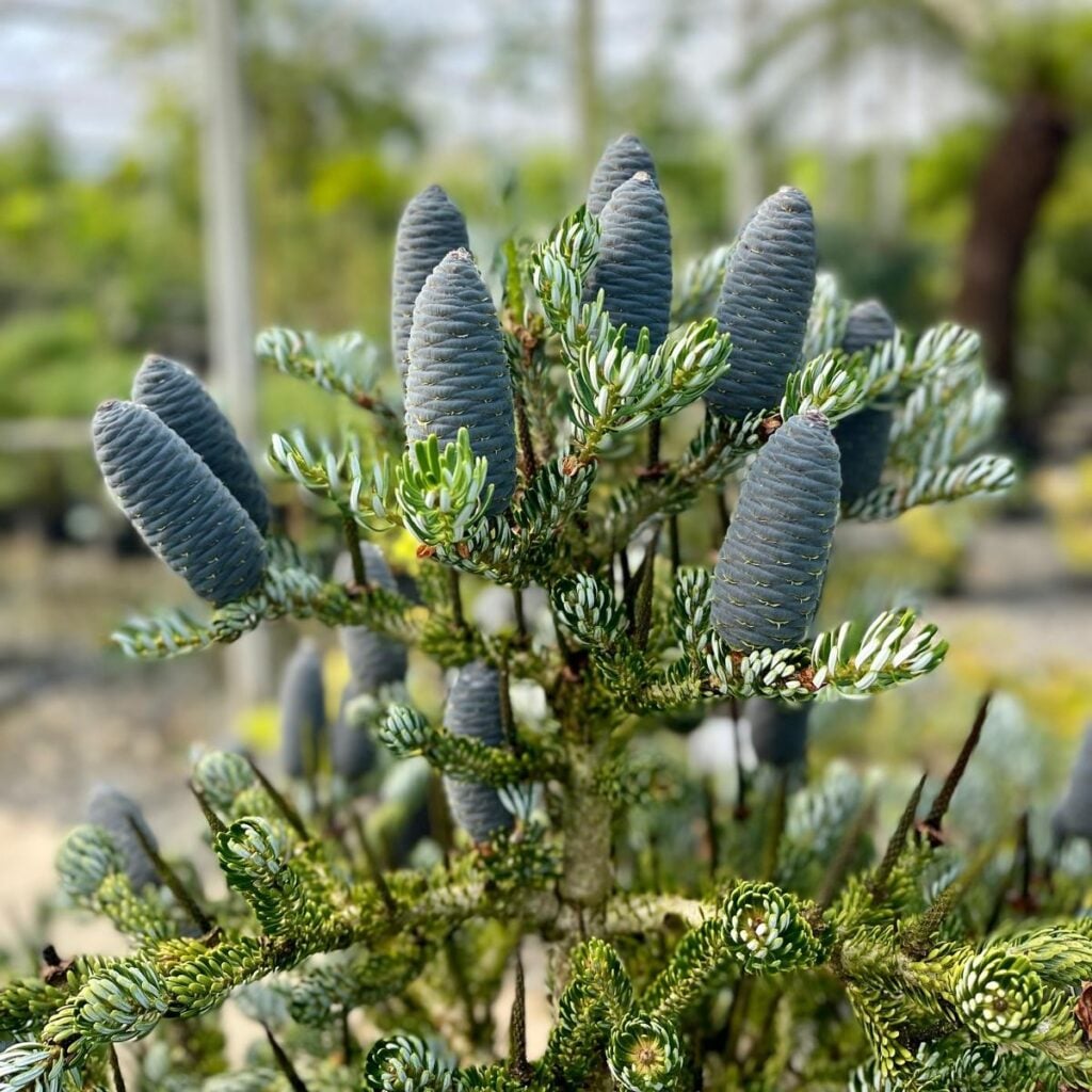 Abies koreana 'Silver Show' - Image 4