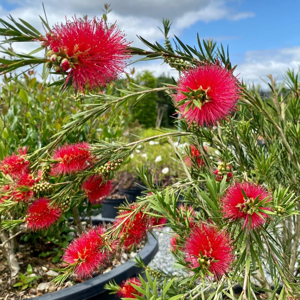 Callistemon subulatus - Standards