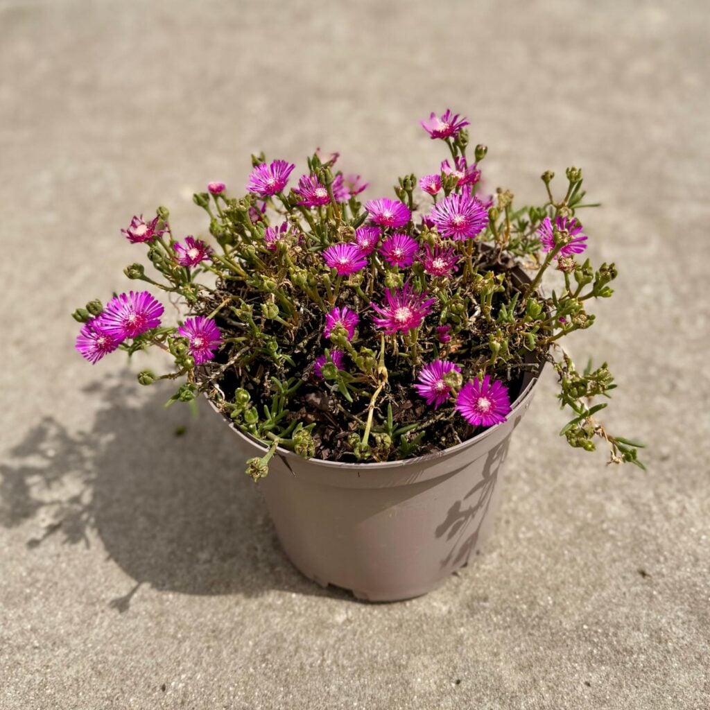 Lampranthus spectabilis - Image 2