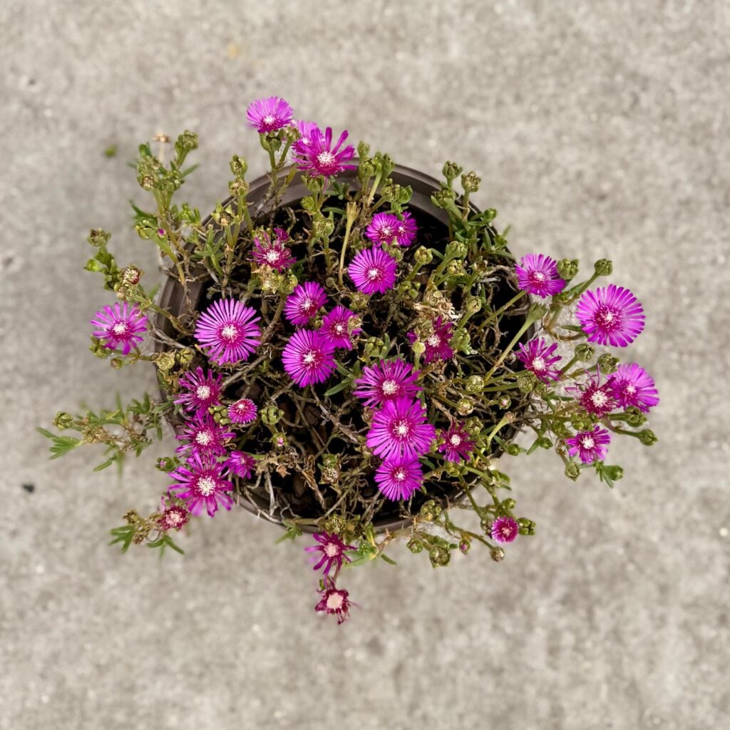 Lampranthus spectabilis