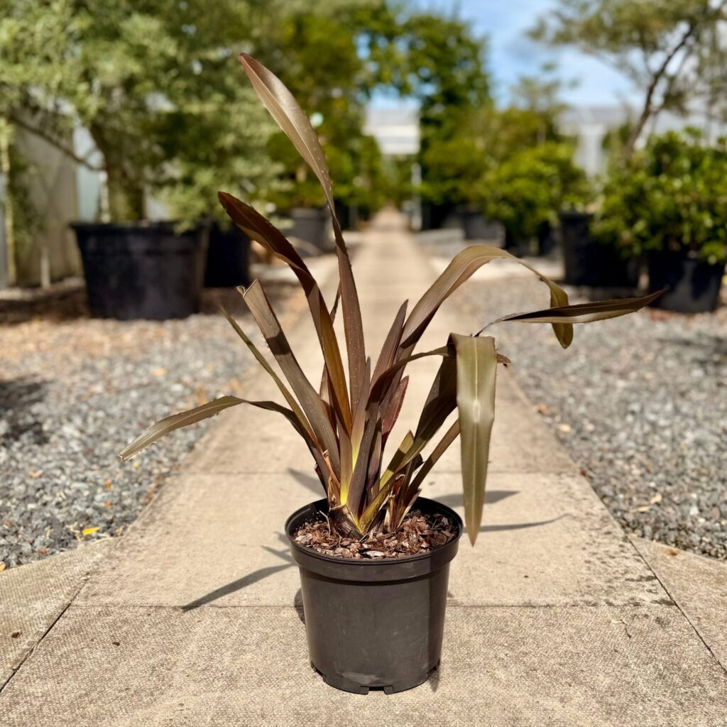 Phormium tenax ‘Purpureum’