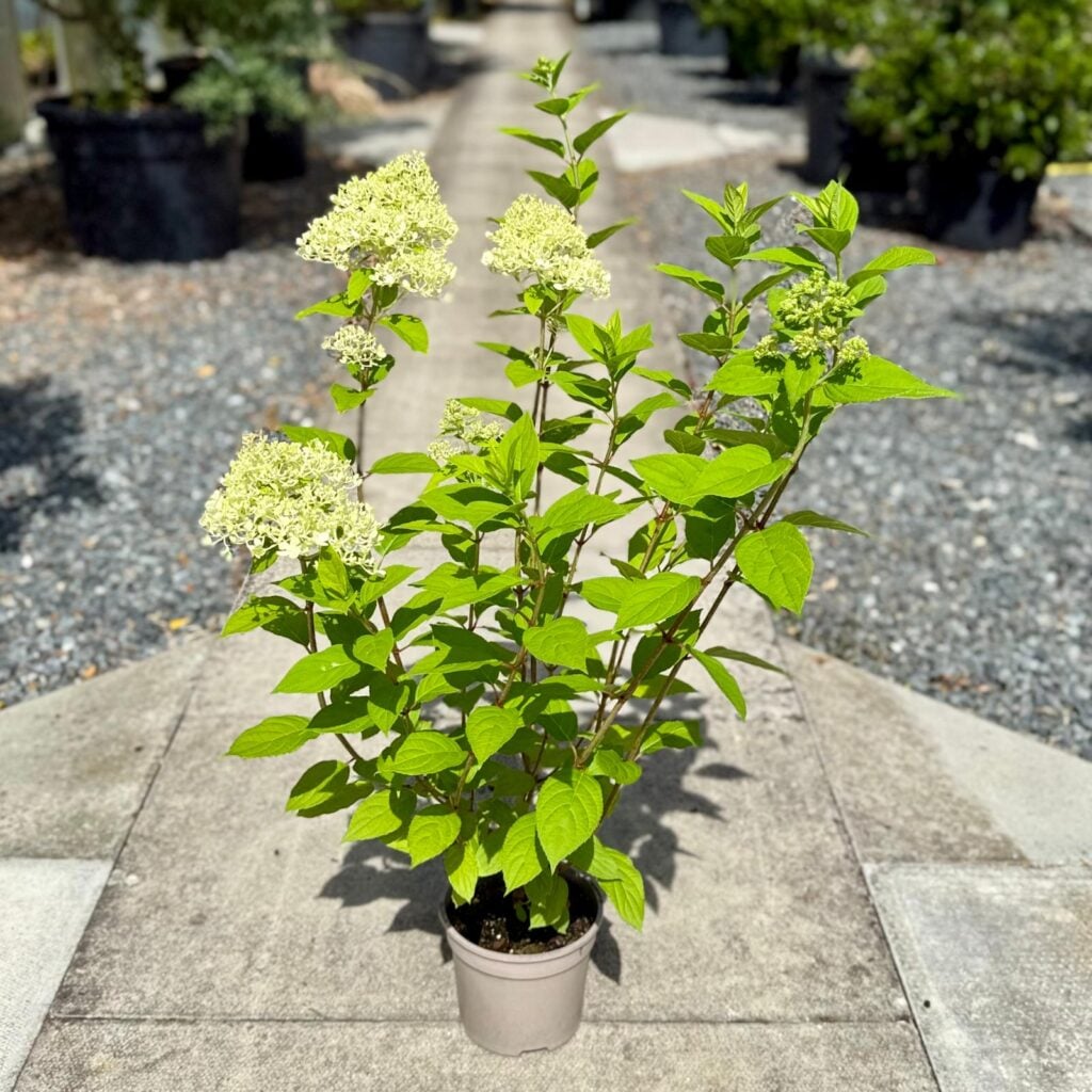 Hydrangea paniculata 'Limelight' - Image 2