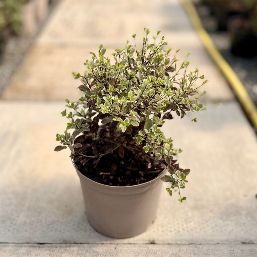 Pittosporum tenuifolium ‘Bannow Bay’ - Image 2