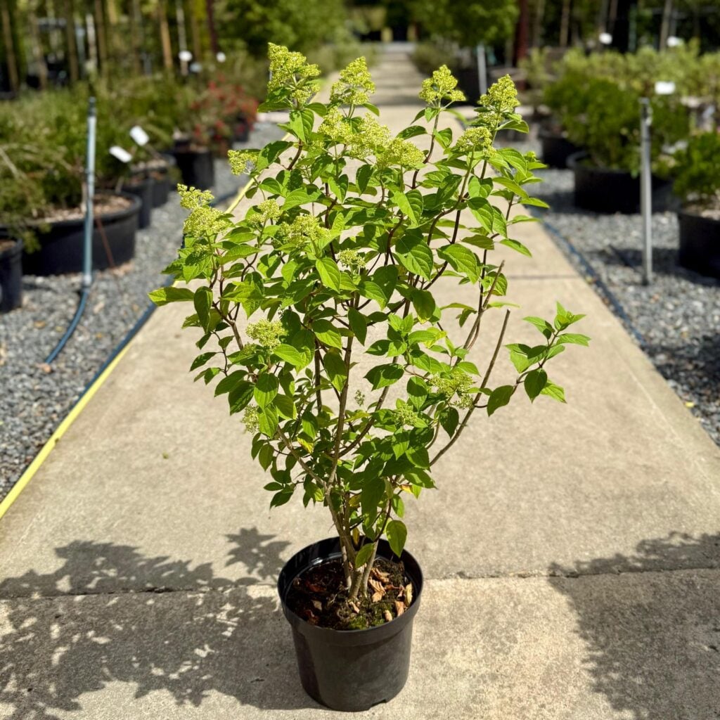 Hydrangea paniculata 'Limelight' - Image 3