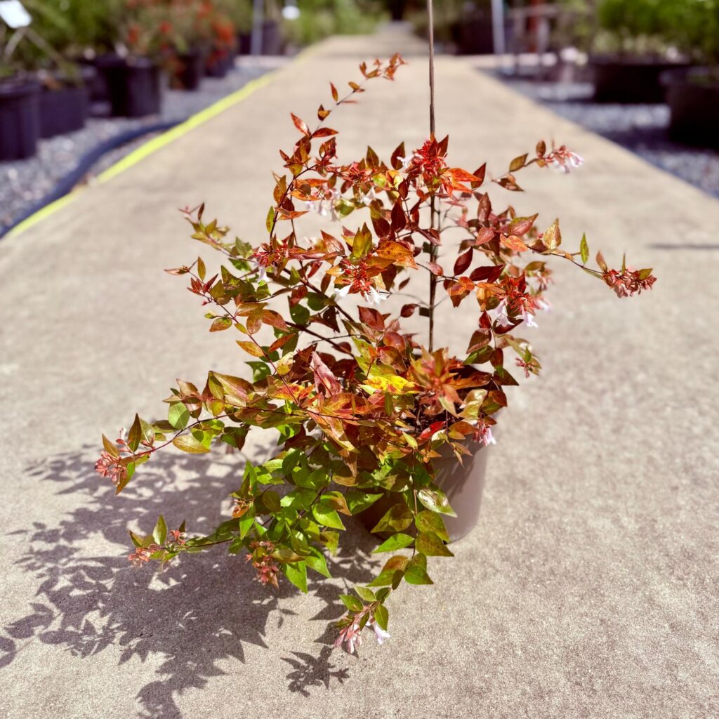 Abelia x grandiflora - Image 4