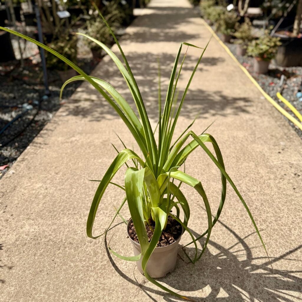 Kniphofia northiae