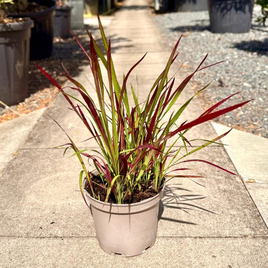 Imperata cylindrica 'Red Baron'