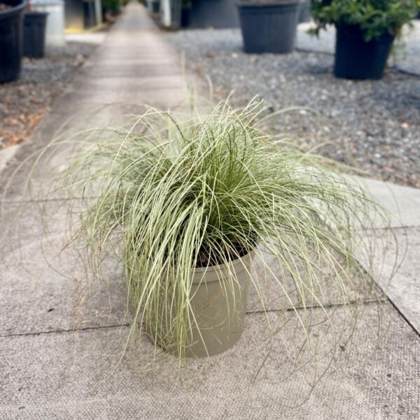 Carex 'Frosted Curls'