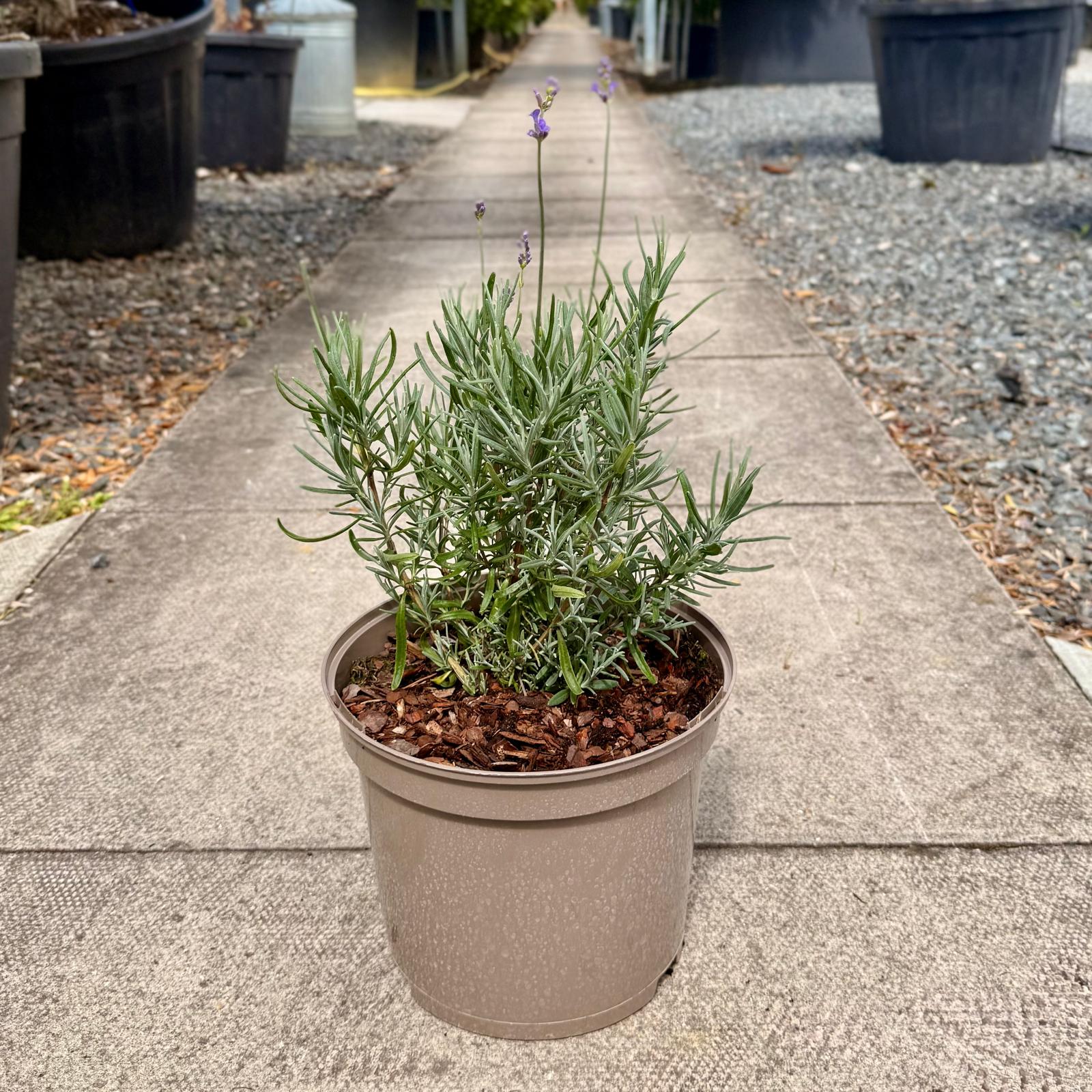 Lavandula angustifolia 'Hidcote'