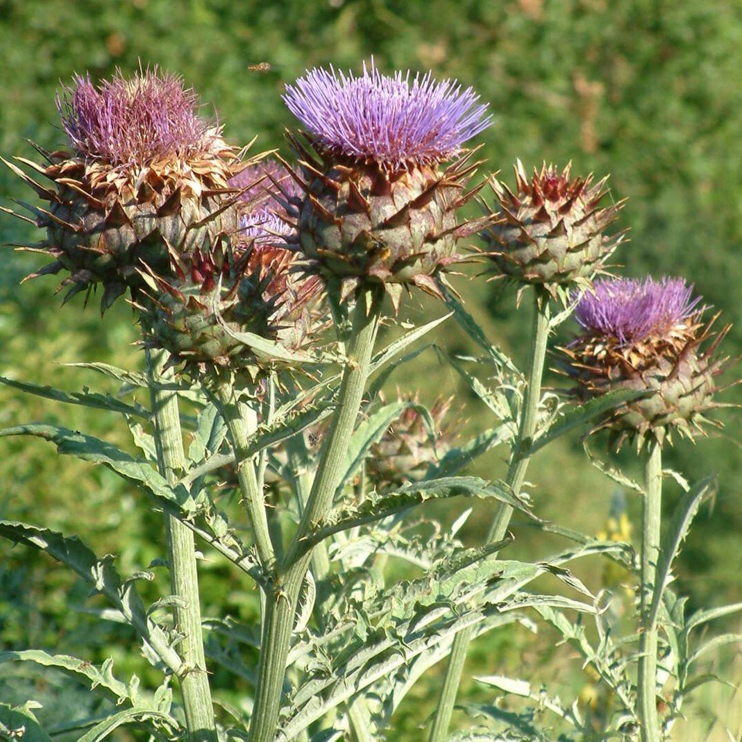 Cynara cardunculus - Image 3