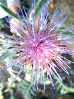 Cynara cardunculus - Image 2