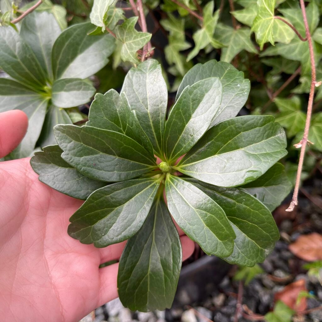 Pachysandra terminalis - Image 5