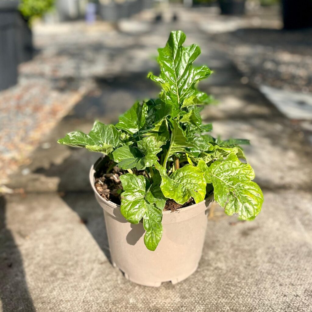Acanthus mollis - Image 3
