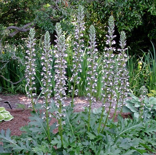 Acanthus mollis (HGUK)