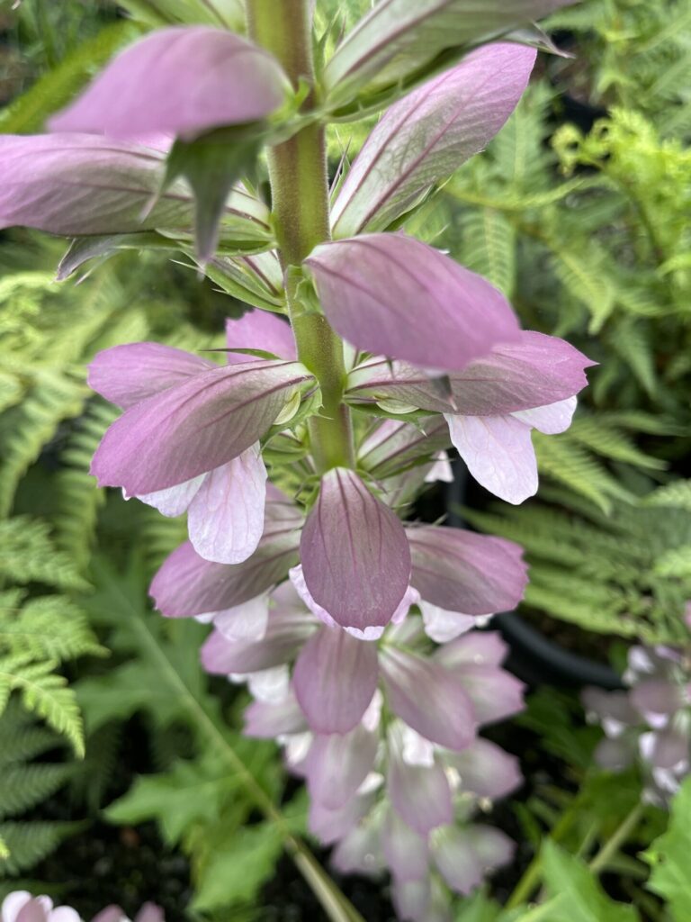 Acanthus mollis - Image 2