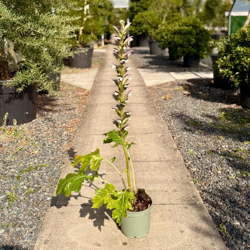 Acanthus mollis - Image 4