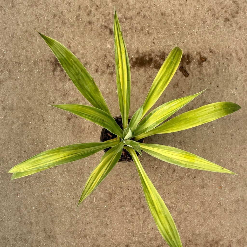 Beschorneria yuccoides - Image 2