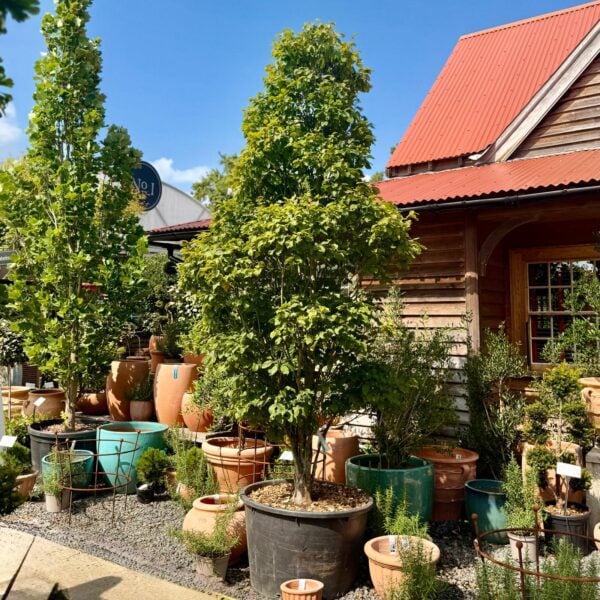 Carpinus betulus 'Monument' - Niwaki (P2)