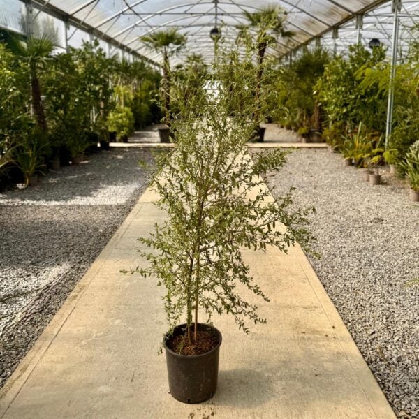 Ceanothus azureus 'Concha'  (HG)