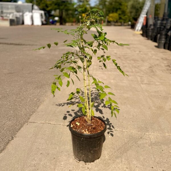 Decaisnea fargesii (HGUK)