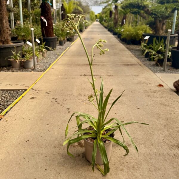 Eryngium agavifolium (HGUK)