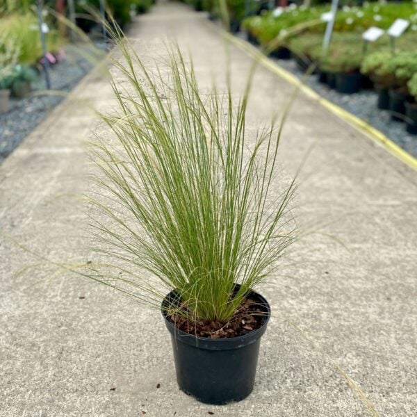 Buy Stipa lessingiana