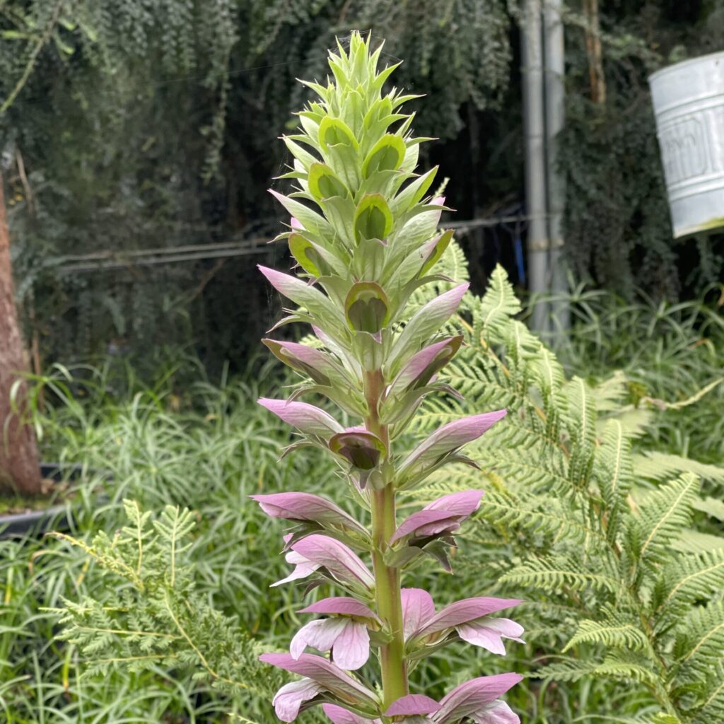 Acanthus mollis - Image 7