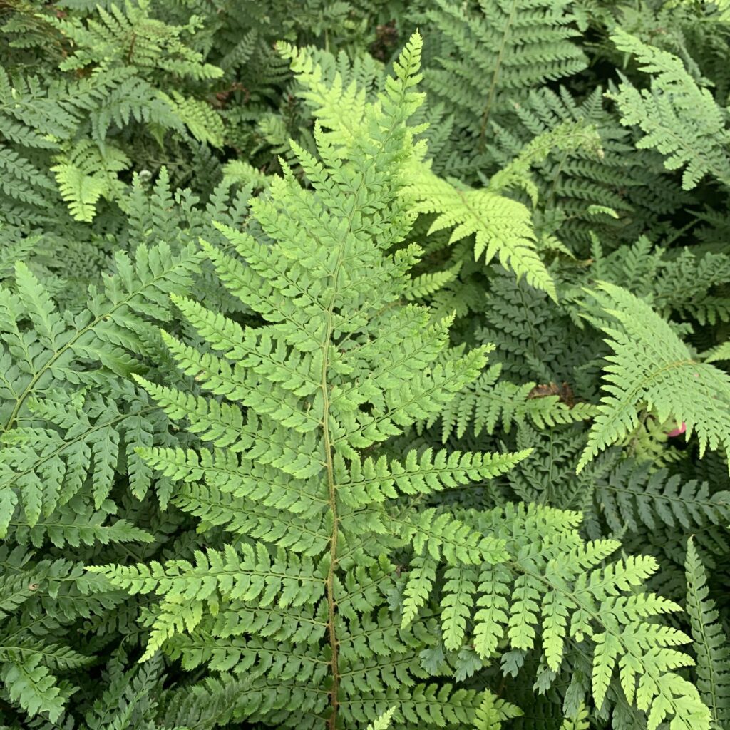 Polystichum setiferum